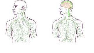 Scientists Discover A New Link Between The Brain And The Immune System